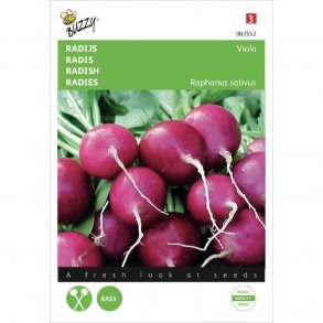 Raphanus sativus Viola