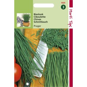 Allium schoenoprasum Prager