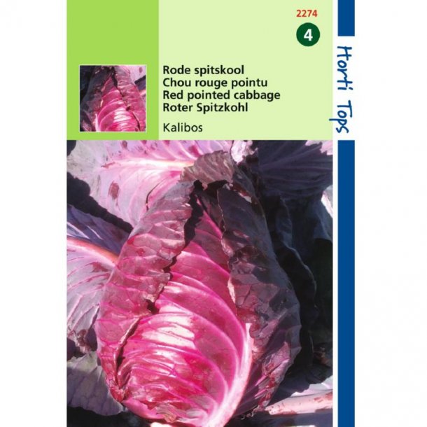 Brassica oleracea conica Kalibos