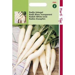 Raphanus sativus L. White Icicle