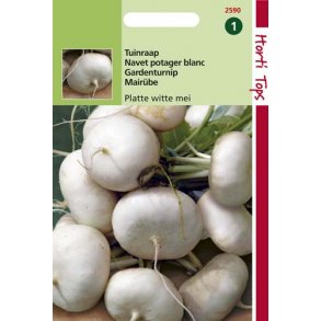 Brassica rapa L. var. rapa Platte Witte Mei