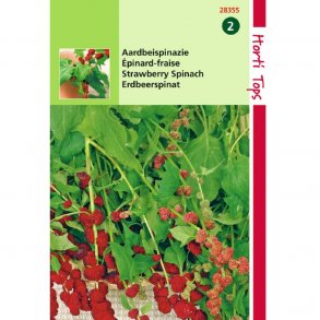 Chenopodium capitatum