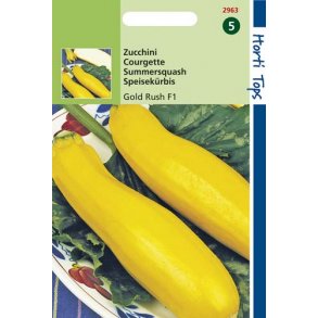 Cucurbita pepo Gold Rush F1