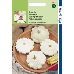 Cucurbita pepo Summer Satellite F1