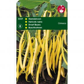 Phaseolus vulgaris Orinoco