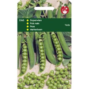 Pisum sativum Vada