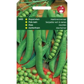 Pisum sativum Mechelner