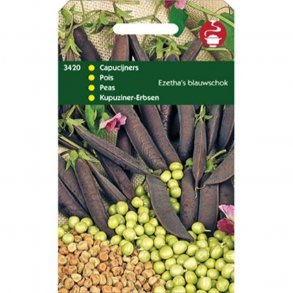 Pisum sativum Ezethas Krombek Blue-podded 