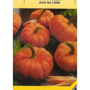 Cucurbita Pepo Jack Be Little