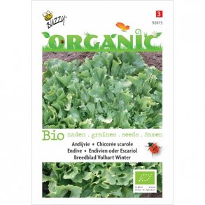 Cichorium endivia var. crispum No. 2 - kologisk fr