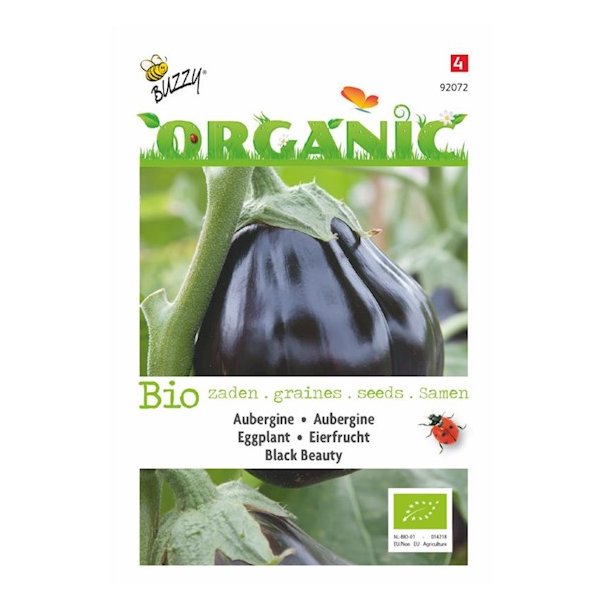 Solanum melongena Black Beauty- kologiske fr