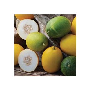 Cucumis melo Mango  kologisk