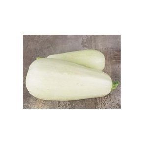 Cucurbita pepo Lebanese White Bush