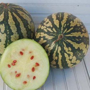 Citrullus lanatus Citron � Red Seeded