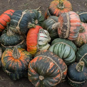 Cucurbita maxima Aladdins Turban