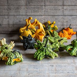 Cucurbita pepo Gizmo