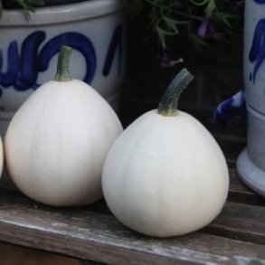 Cucurbita pepo Buffy F1