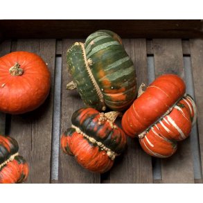 Cucurbita maxima Fungo