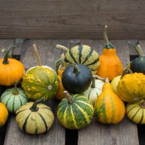 Cucurbita pepo Aquarel