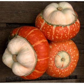 Cucurbita maxima Mini Red Turban