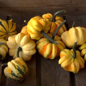 Cucurbita pepo Indian Summer