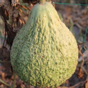 Lagenaria siceraria Australian Warted