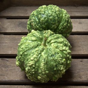 Lagenaria siceraria Cheese