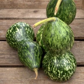 Lagenaria siceraria Froggy