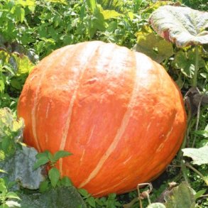 Cucurbita maxima Big Moose