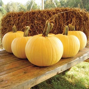 Cucurbita pepo Owl�s Eye