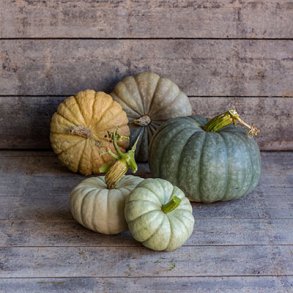 Cucurbita maxima Tutti Frutti -Tiny Blue