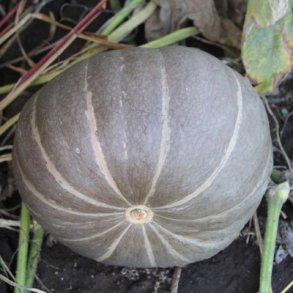 Cucurbita maxima Strawberry Crown