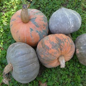 Cucurbita maxima T�rkischer Bergk�rbis