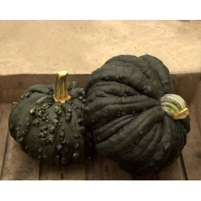 Cucurbita pepo Black Warted Portuguese