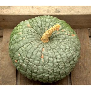 Cucurbita maxima Buen Gusto