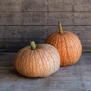 Cucurbita maxima One-Too-Many