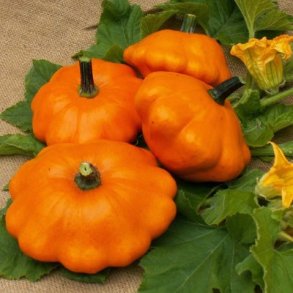 Cucurbita pepo Orange