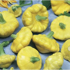 Cucurbita pepo Jaune