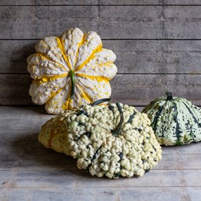 Cucurbita pepo Warted Mixture