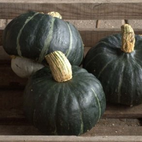 Cucurbita maxima Bonbon F1