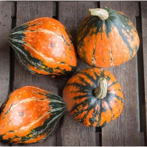 Cucurbita maxima Lakota