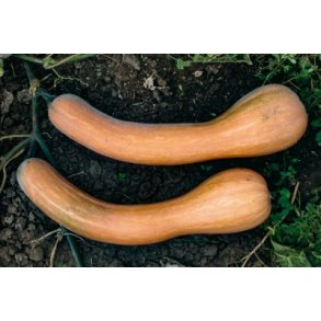 Cucurbita moschata Longue de Nice