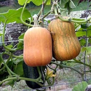 Cucurbita moschata Honeynut