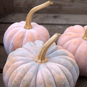 Cucurbita moschata Futsu Black Rinded