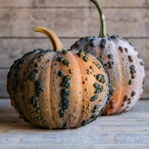 Cucurbita moschata Musquee de Maroc