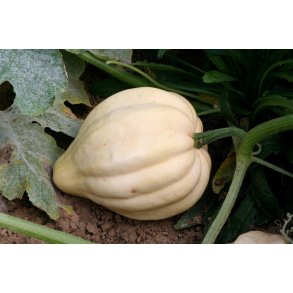 Cucurbita pepo Thelma Sanders