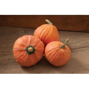 Cucurbita maxima Gold Nugget - �kologisk