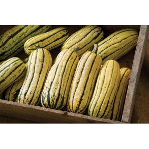 Cucurbita pepo Delicata