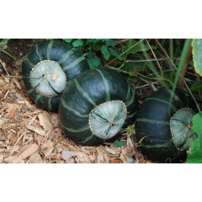 Cucurbita maxima Burgess Buttercup