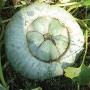Cucurbita maxima Ute Indian